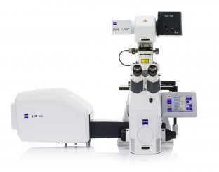 Laser Scanning Mikroskop LSM 800 