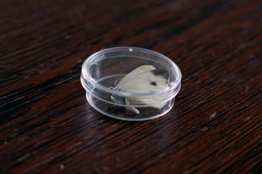 Petrischalen für 16-fach-Objektträger (10 Stück) 